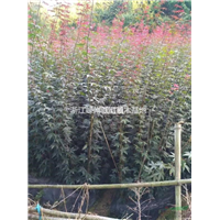 浙江红枫种植地