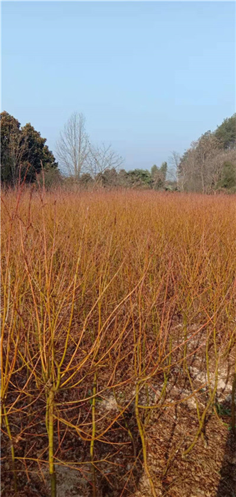 黄金枫种植地