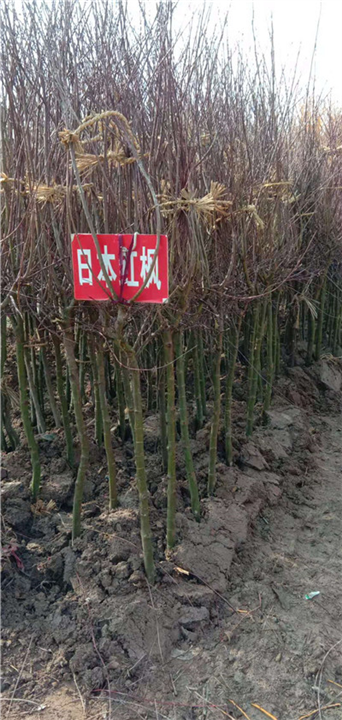 黄金枫批发价格
