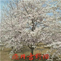 北京各类品种樱花苗木种植 