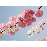 贵州花卉基地批发 