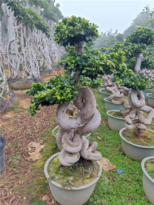 浙江榕树价格