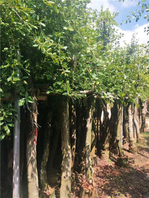 福建小叶榕种植基地