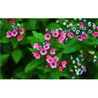 云南花卉基地 
