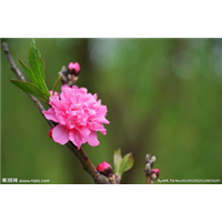 福建花卉种植基地 
