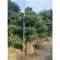 广西造型小叶榕哪里有