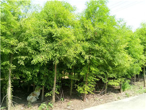 山东落雨杉种植园