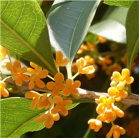 桂花树苗批发价格