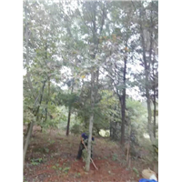 北美枫香种植基地