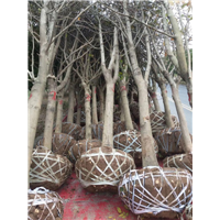 河南玉兰树苗价格