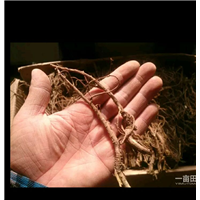 精品中药材 