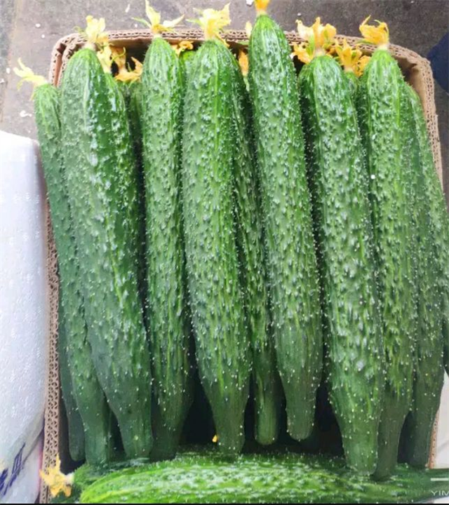 精品黄花 