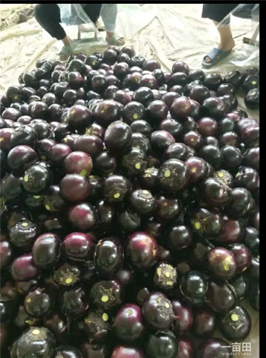 精品茄子 
