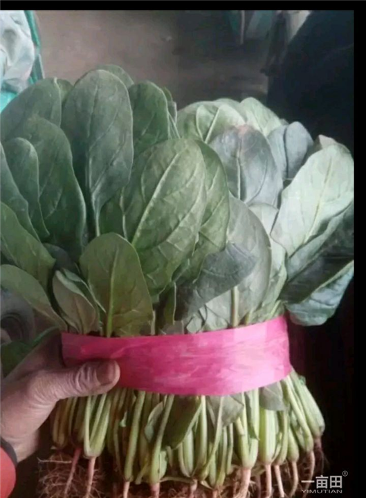 精品菠菜 