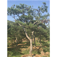 景观松基地直销 
