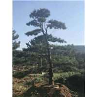 油松种植基地