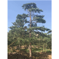 山东景观松 