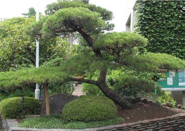 黑松种植基地