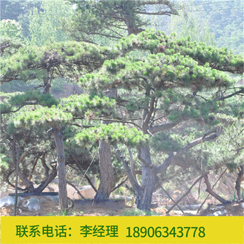 造型松价格