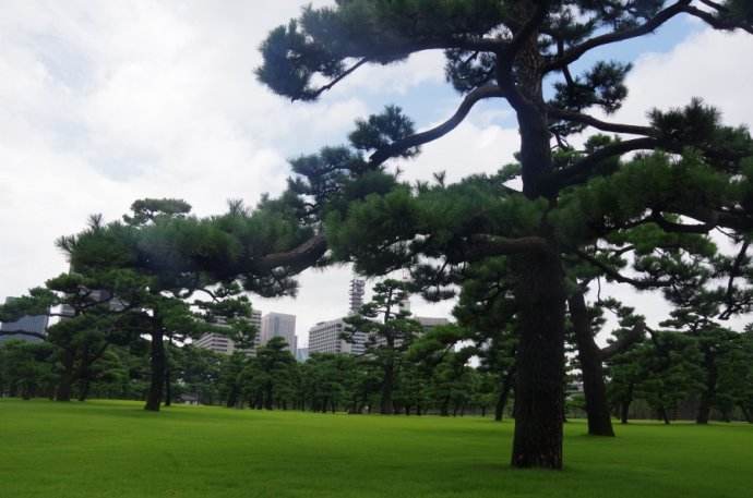 黑松价格