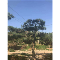 景观松批发价格 