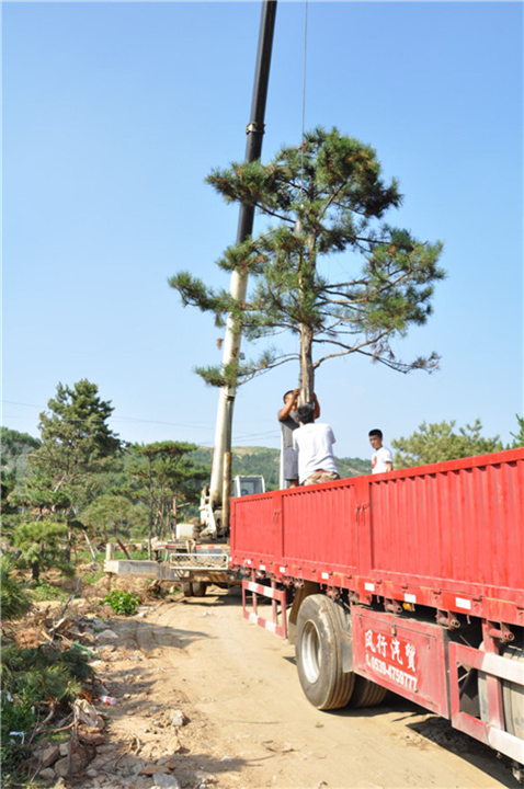 景观松价格 
