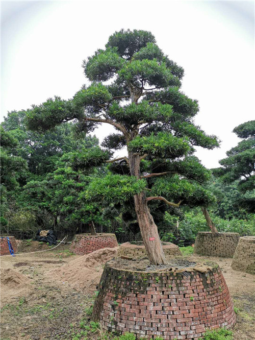 云南黑松苗木批发 
