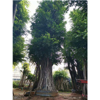 江苏榕树桩头基地