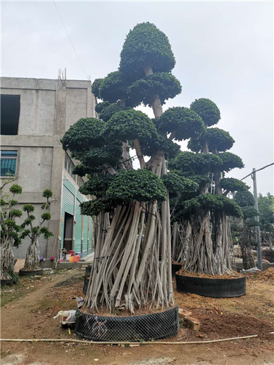 福建桩头榕树供应商