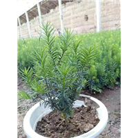 曼地亚红豆杉苗_重庆曼地亚红豆杉苗哪里有卖的？ 