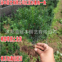 曼地亚红豆杉苗_重庆曼地亚红豆杉小苗价格 