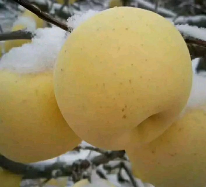 精品蜜桔 