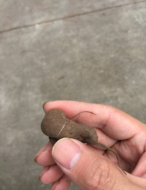 河北磐紫三叶青果厂家批发