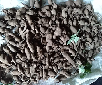 江西磐紫三叶青果价格