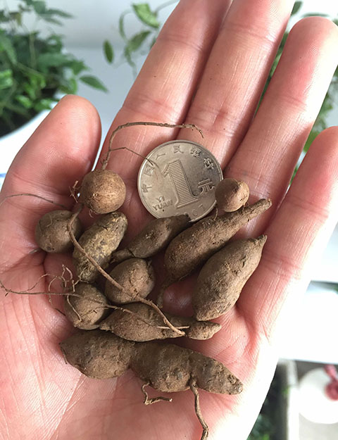 湖南磐紫三叶青果价格