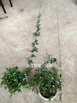 广东磐紫三叶青种苗报价