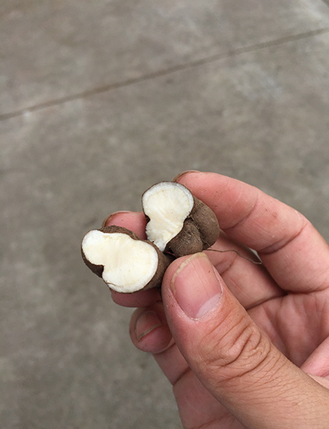 河南磐紫三叶青果厂家直销