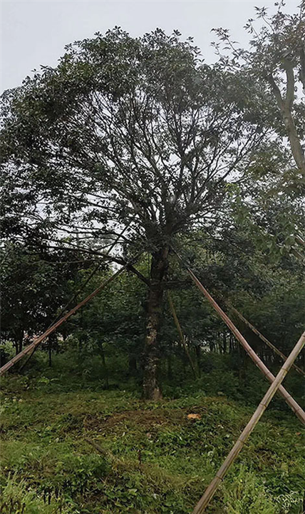 云南桂花树批发