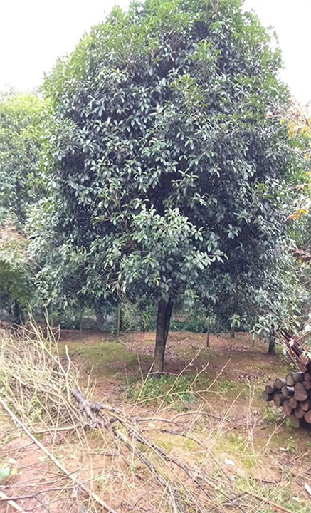 贵州桂花树批发价格