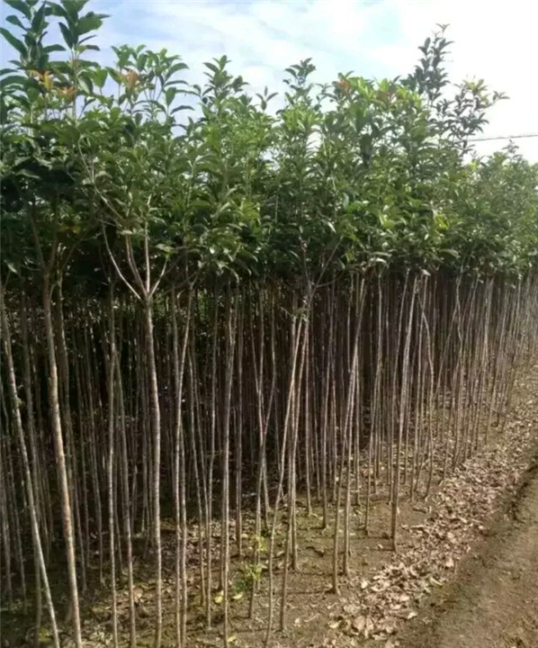 滦平泰宁新型建筑材料有限公司 