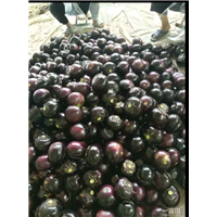 优质茄子 