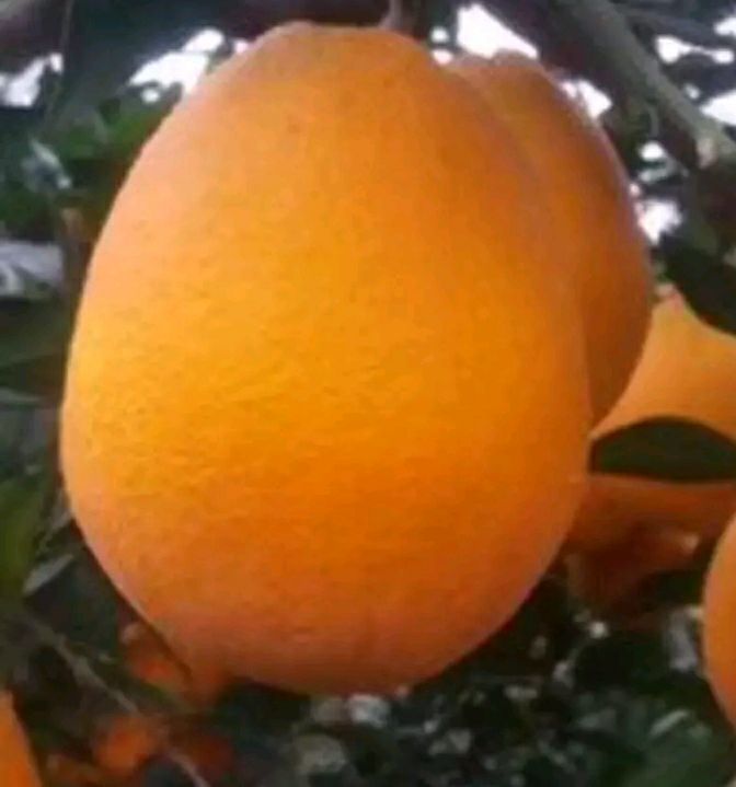 优质橙子 