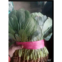 优质** 