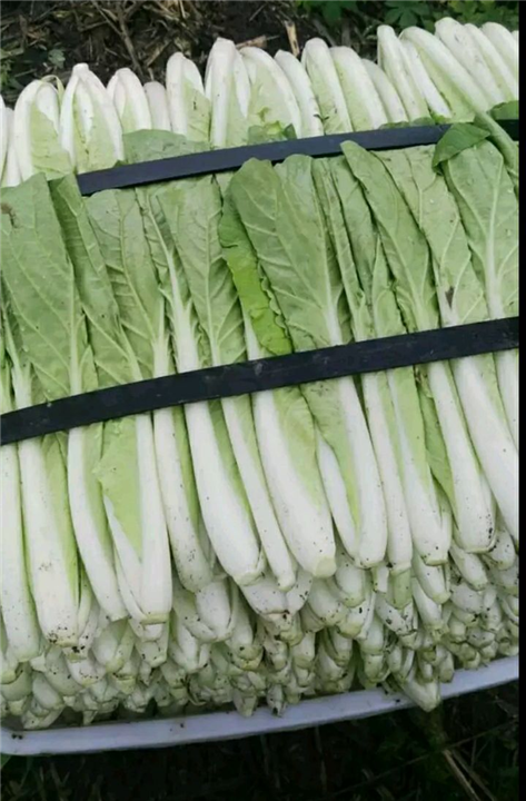 优质白菜 