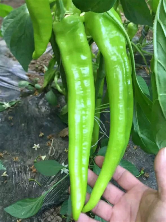 辣椒 