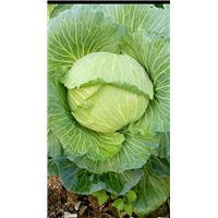 优质圆白菜 