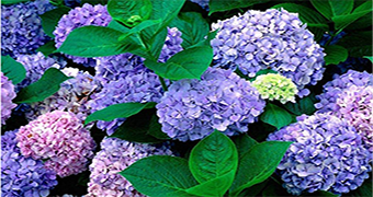 贵阳绣球花种植基地