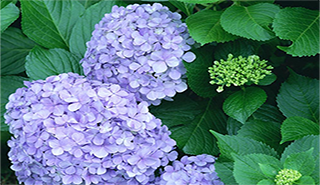 六盘水绣球花报价