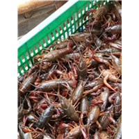 湖北虾苗哪家好