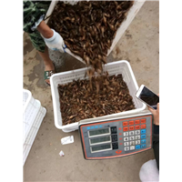 湖南虾苗公司电话